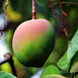 Alphonso Indian Mango...